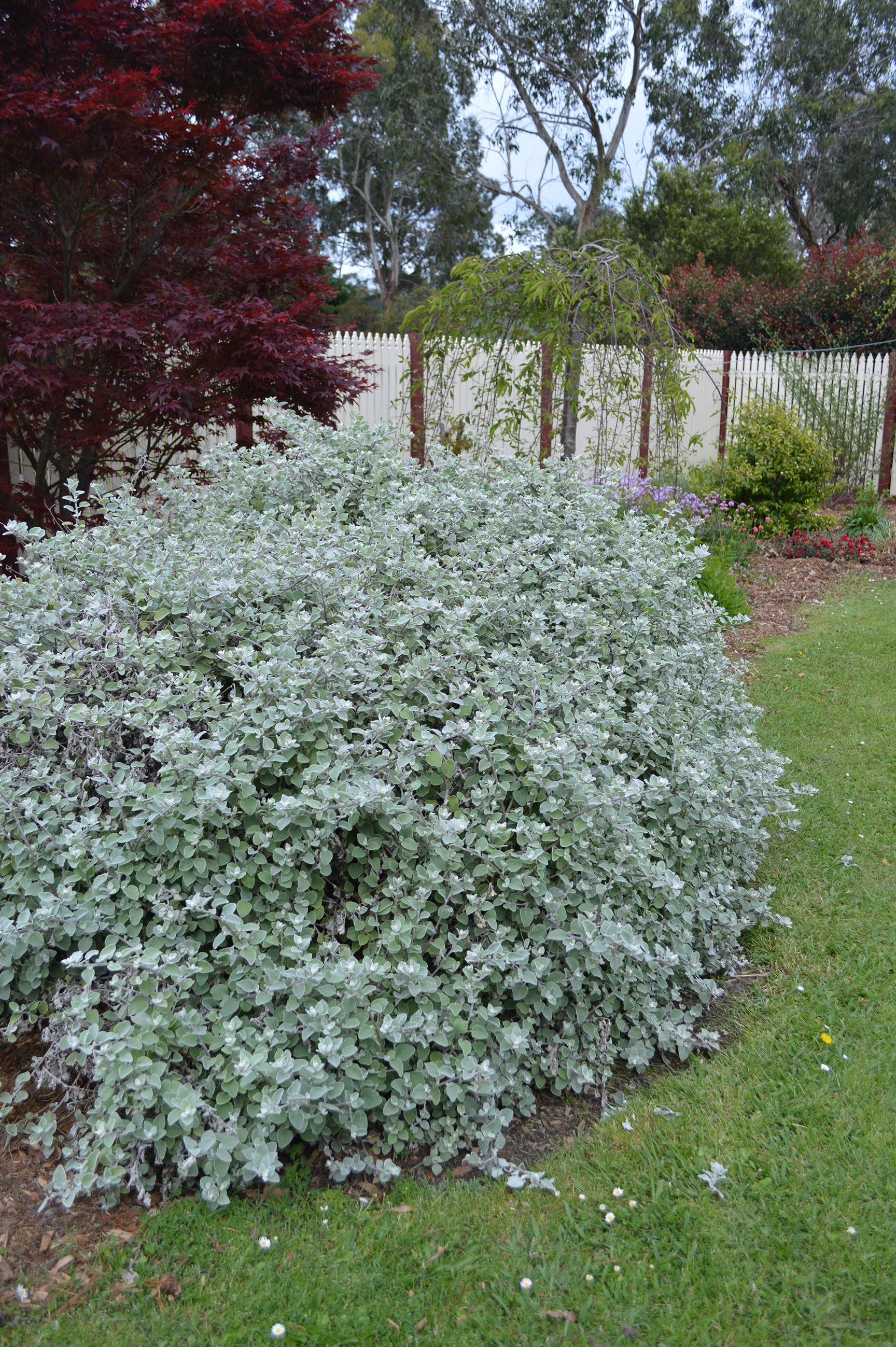 Helichrysum Hi Ho Silver